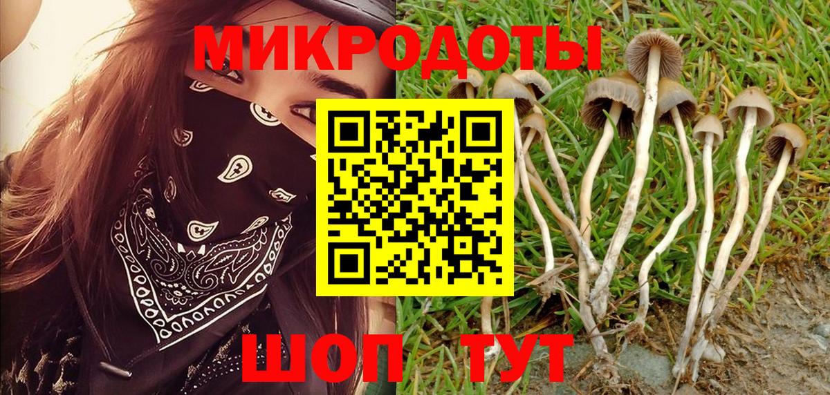 Псилоцибиновые грибы Psilocybe Череповец
